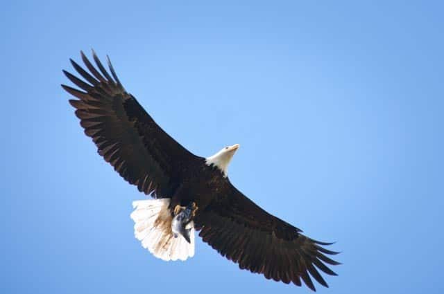 american bald eagle mid flight in the air