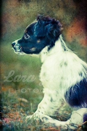  A sample piece from my new project, combining dogs with cool, gritty, elaborate textures.