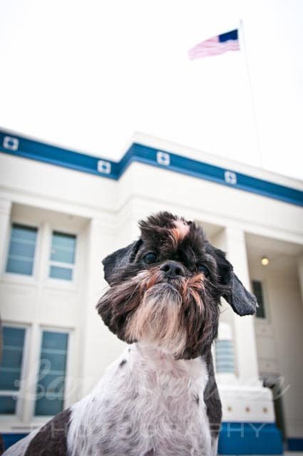 brown and white dog in front of a white and blue building with the american flag