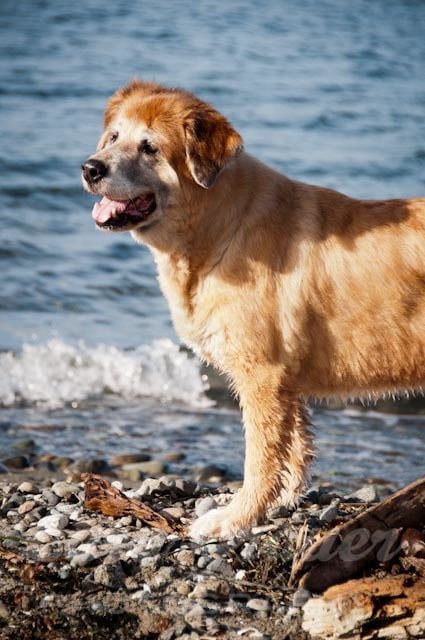 large brown dog standing on the rocks next to a waterfront