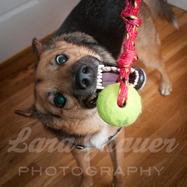 brown and black large dog with a sideways head trying to bite a tennis ball