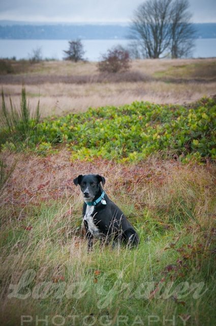 black and white large dog sitting in a grassy field