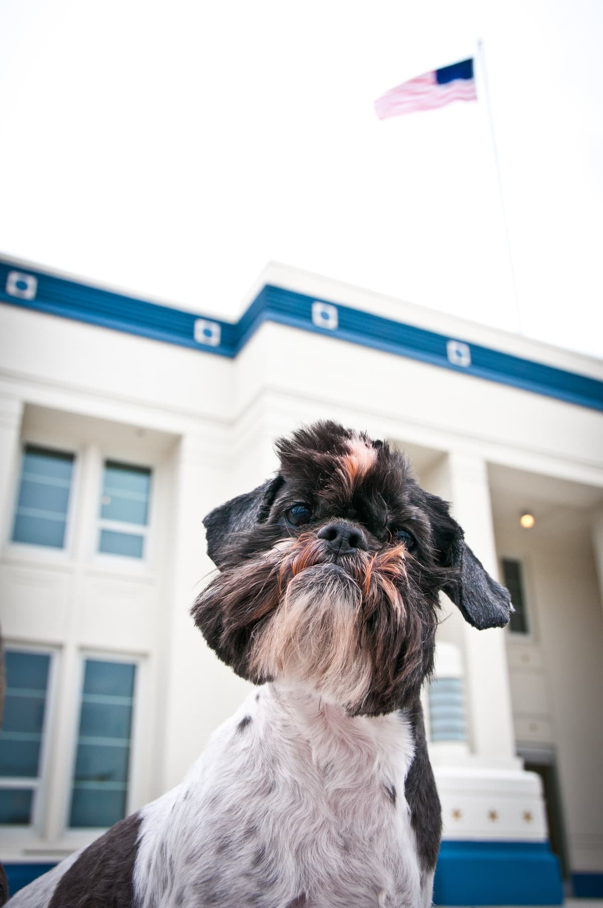 Portrait of black and white dog posing in front of building with American flag on roof top.