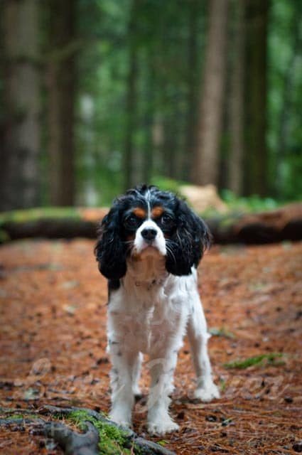 brown, white, and black small dog on a forest trail