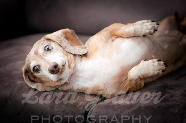 white and light brown dog laying on its side in a photography studio