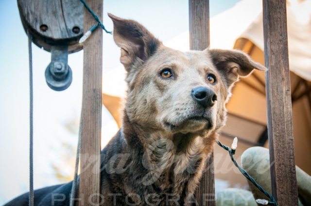 light brown large dog sitting with its head through wooden fence bars
