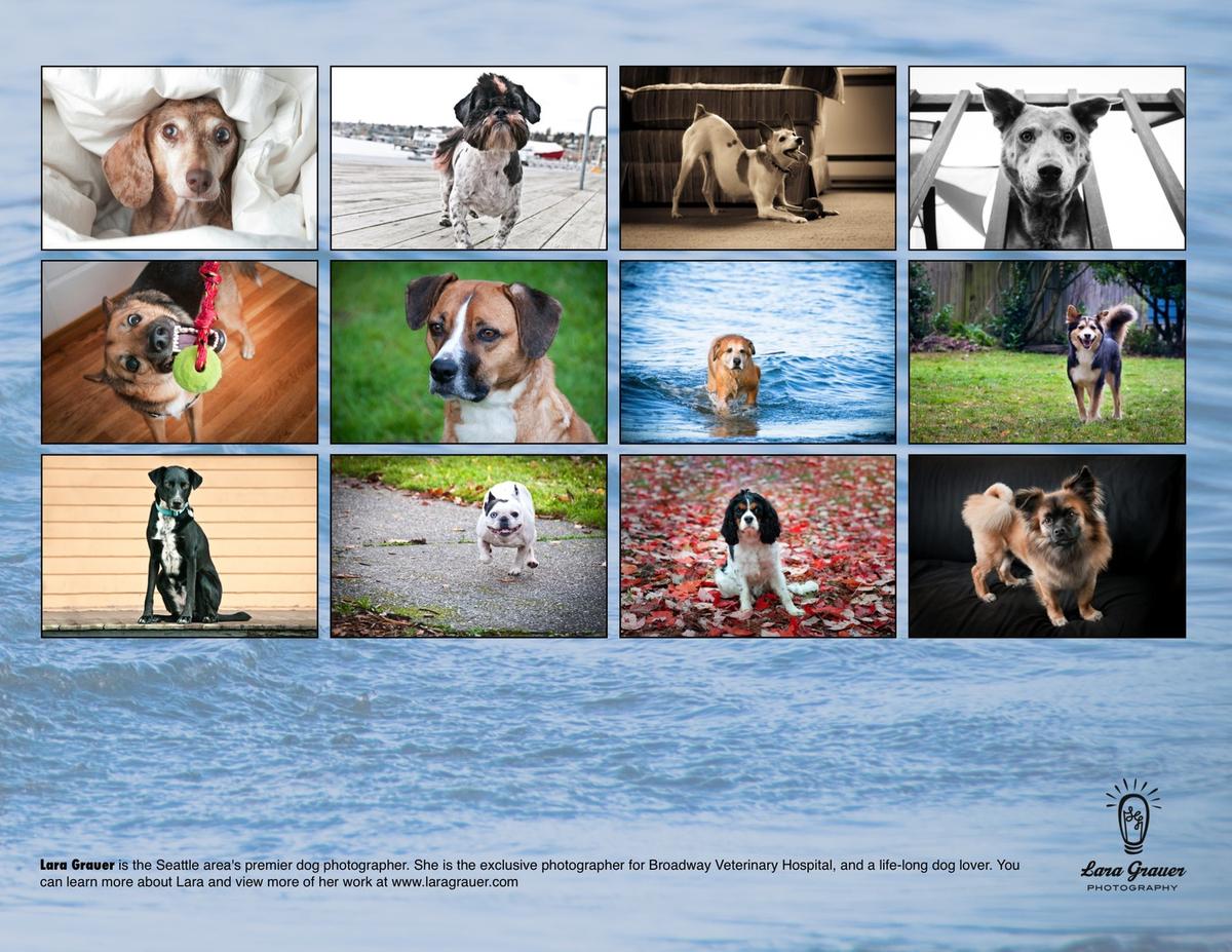 twelve separate photos of dogs in scenery on top of a photo of water