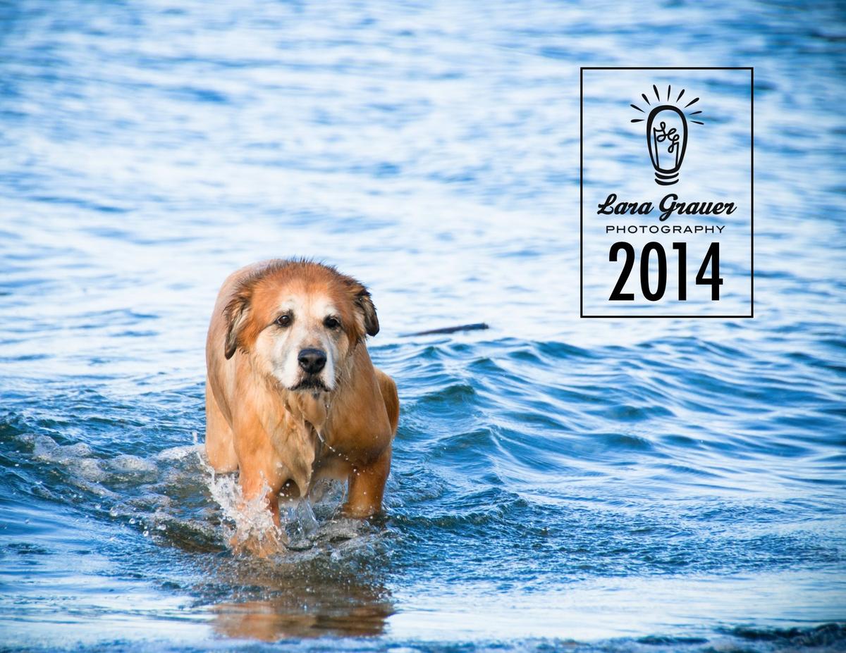 drown dog in the water that says lara grauer photography 2014