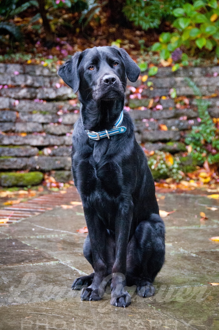 large black dog with blue collar sitting on the concrete