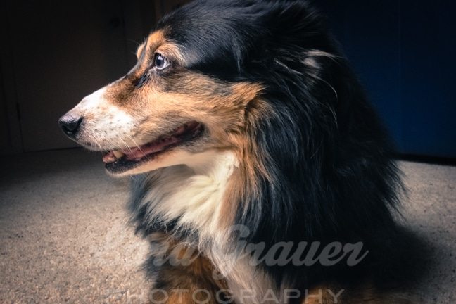 white, brown, and black dog inside a room staring to the left of the camera