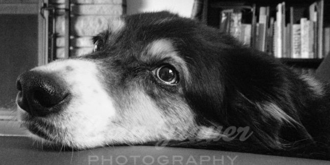 black and white photo of a dog laying with its head on the ground