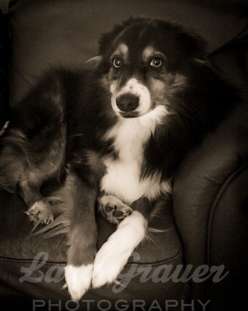 black and white photo of a dog on a couch looking up towards the camera