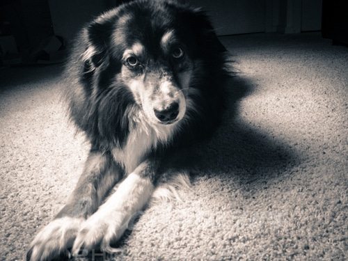 black and white photo of a dog laying down on carpet