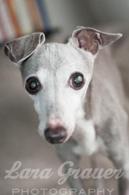 small white and gray dog staring cutely into the camera