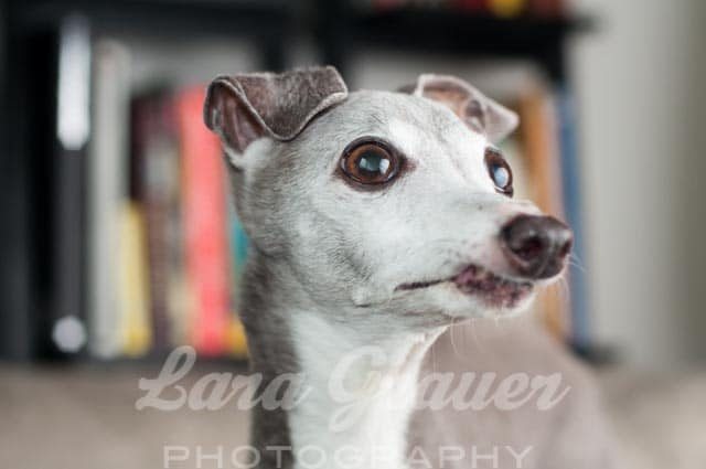 small white and gray dog staring off to the right of the camera