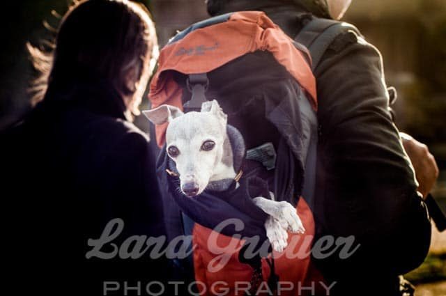 small white and gray dog inside of an orange backpack on a mans back