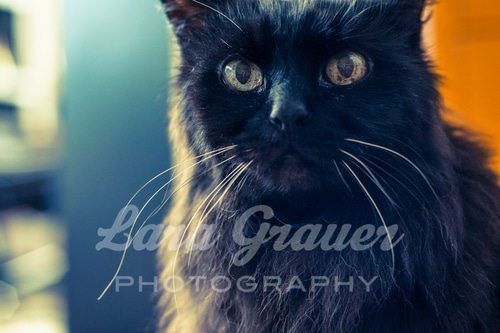 black cat staring into the camera with the lara grauer photography logo