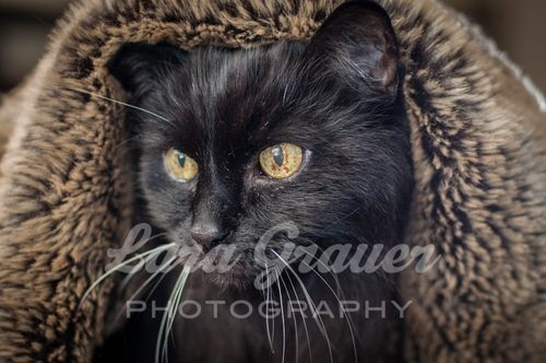 black cat with green eyes under a brown fluffy blanket