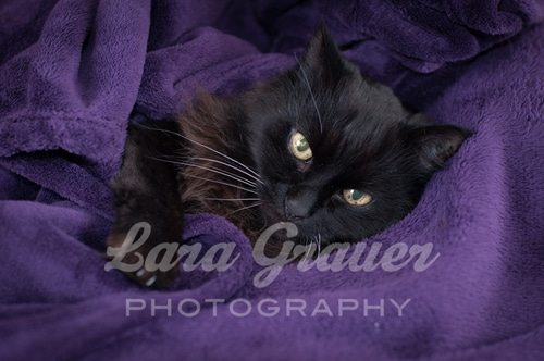 black cat with green eyes laying down in a purple blanket