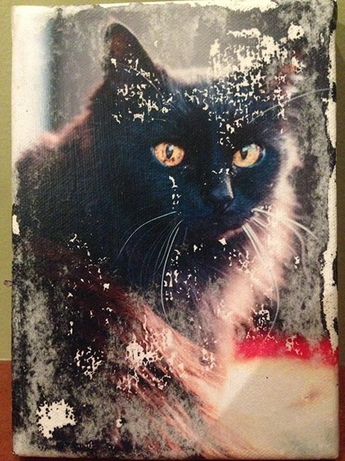 weathered down full print photo of a black cat with green eyes