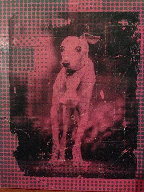 weathered down pink print photo of a dog standing outside
