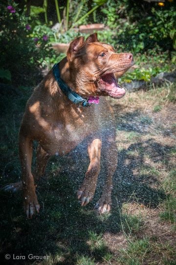 large brown dog with a blue collar biting water from a hose