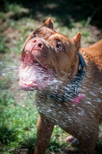 large brown dog attacking water being sprayed from a hose
