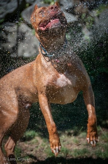 large brown dog going crazy over water from a hose