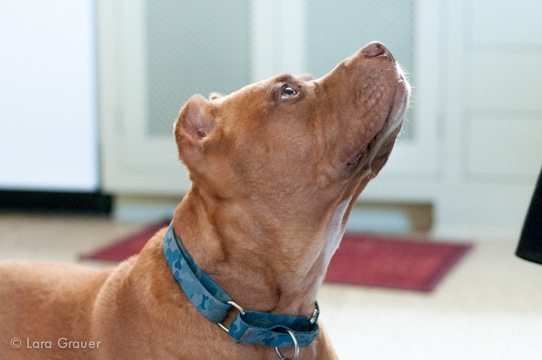 large brown dog with a blue collar looking up to the top right