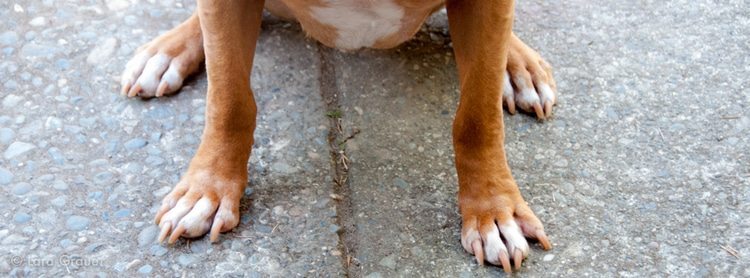 white and brown dogs paws outside on the sidewalk