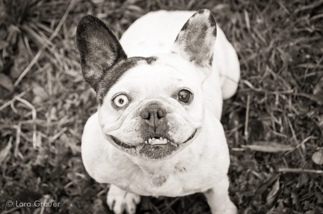 Original+French+Bulldog+Photo