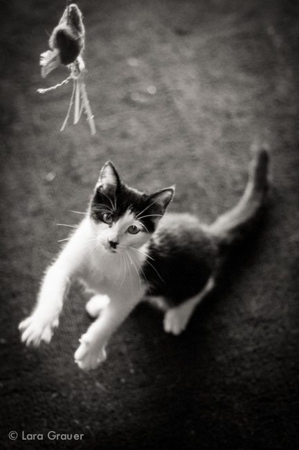 black and white photo of a kitten playing with a toy in the air