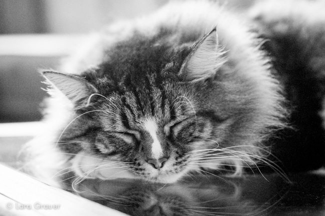 black and white photo of a cat sleeping on a table