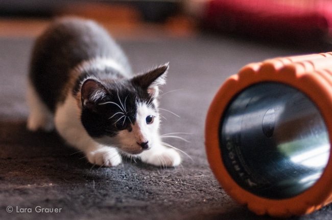 small kitten playing with an orange foam roller