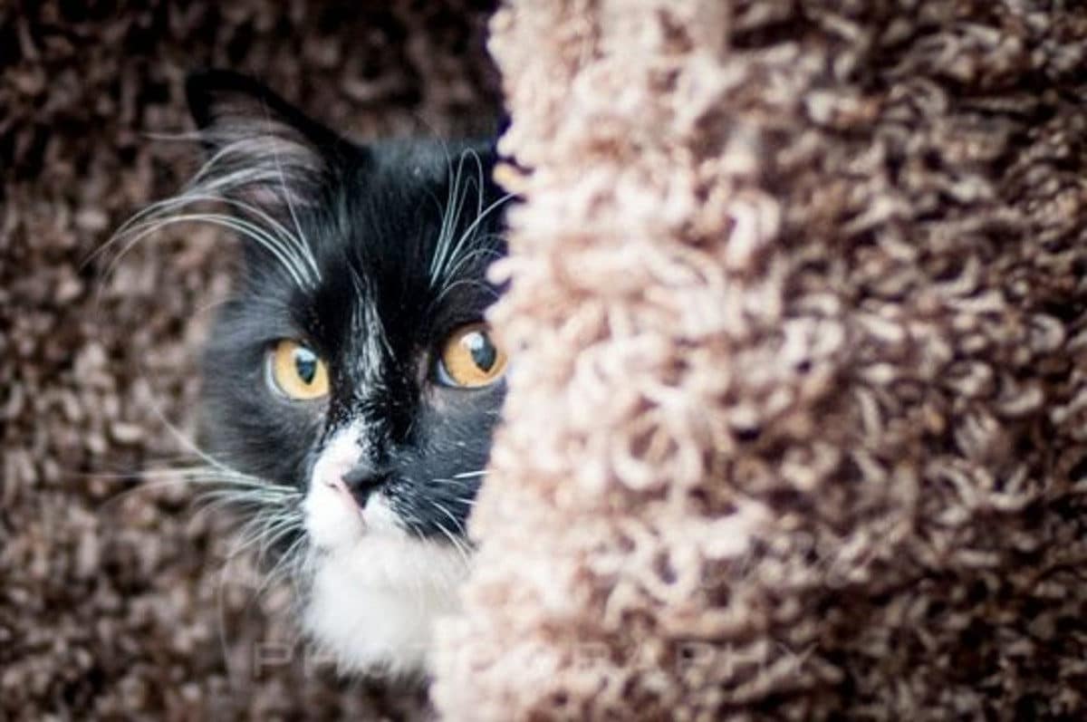 black and white cat peeking around a brown carpeted corner