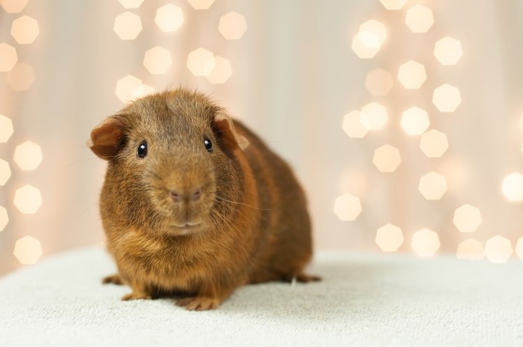 georgetheguineapig