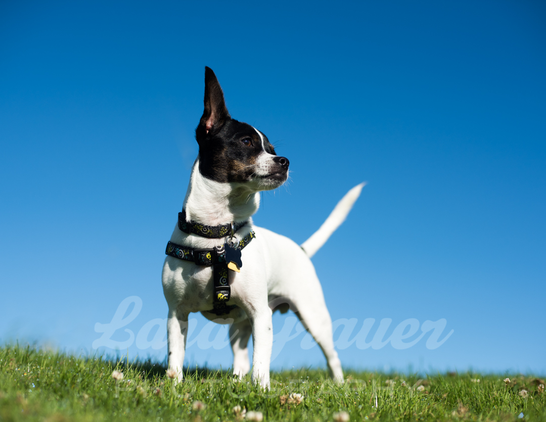black and white small dog looking off to the right standing on grass