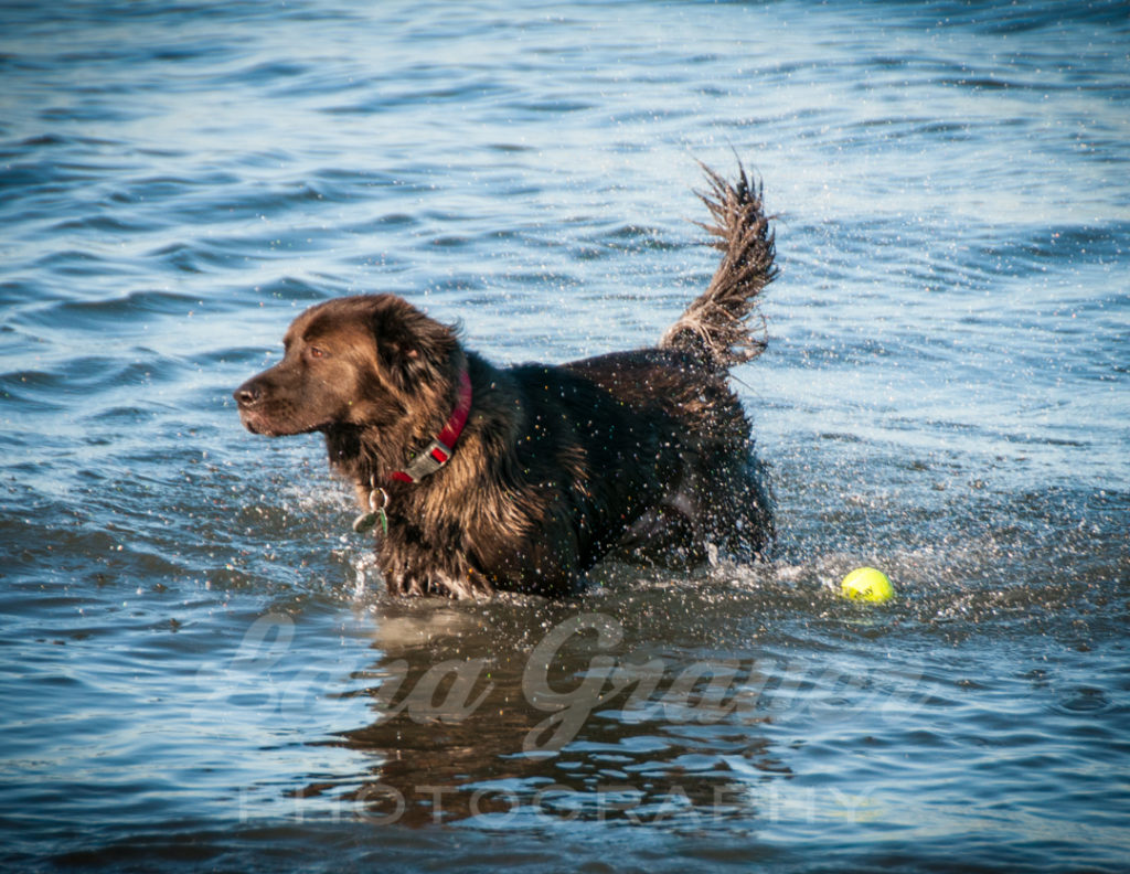 Decker+in+the+water+with+his+ball