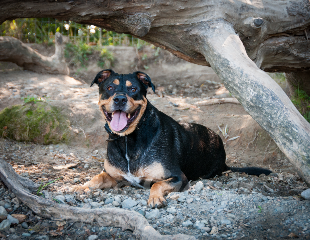 black and white large dog standing under a log in the shade