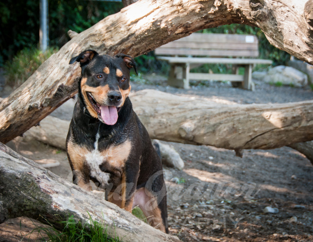 Oliver+plays+in+the+fallen+branches