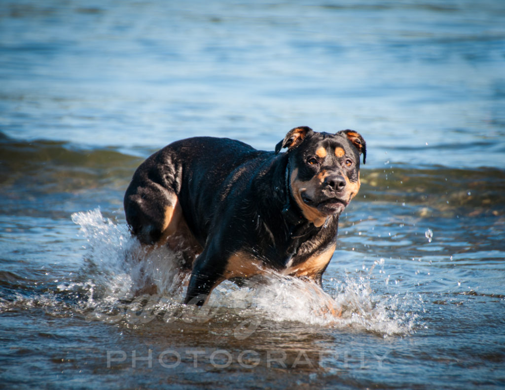 Oliver+plays+in+the+water