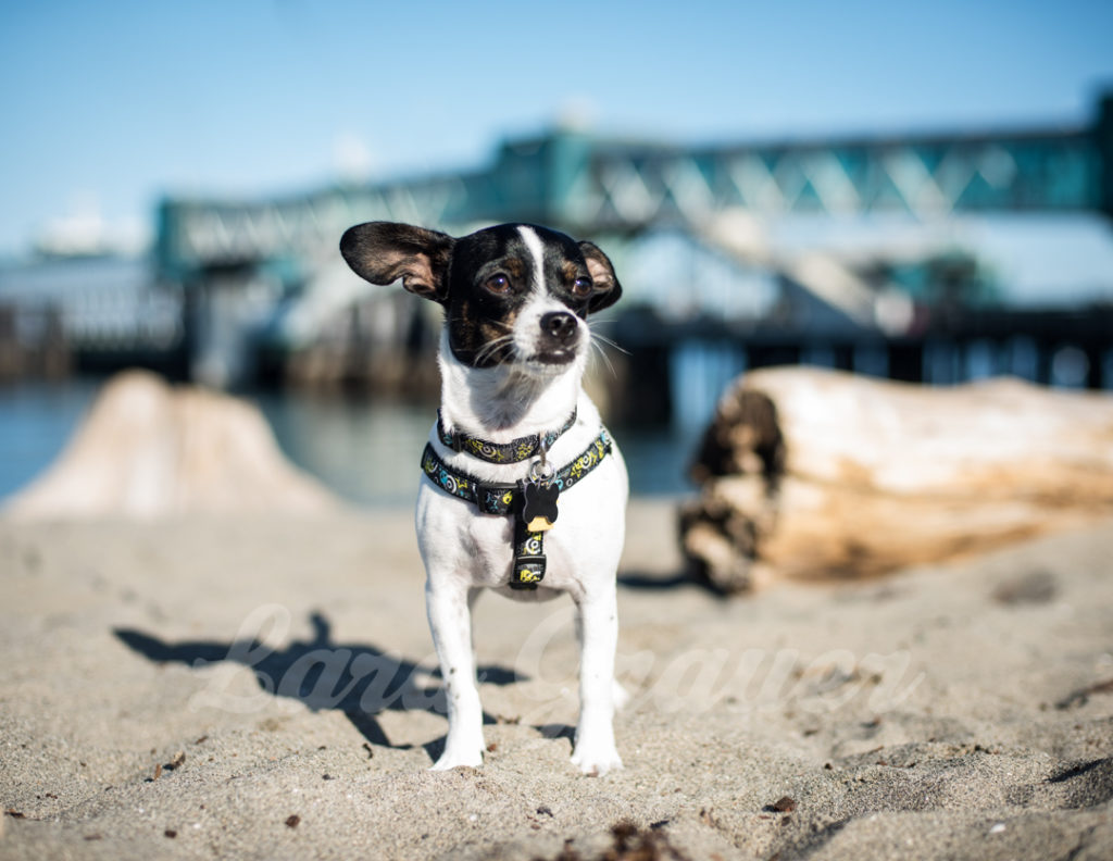 Sherman+on+the+beach