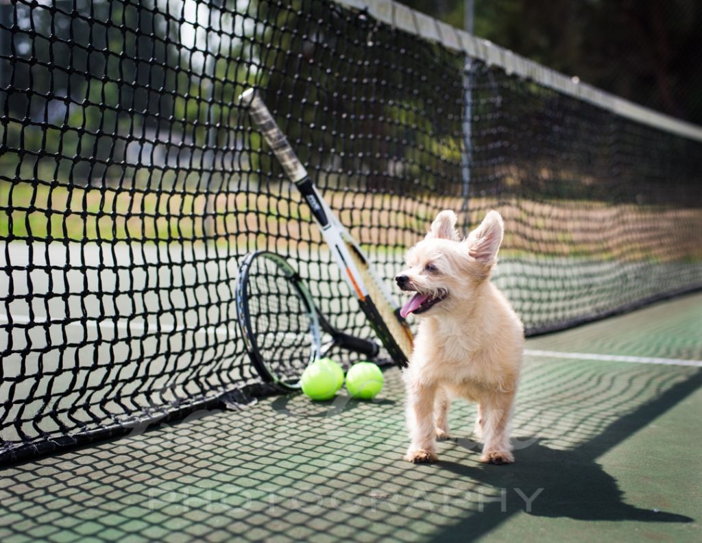 Wilson+on+the+tennis+court