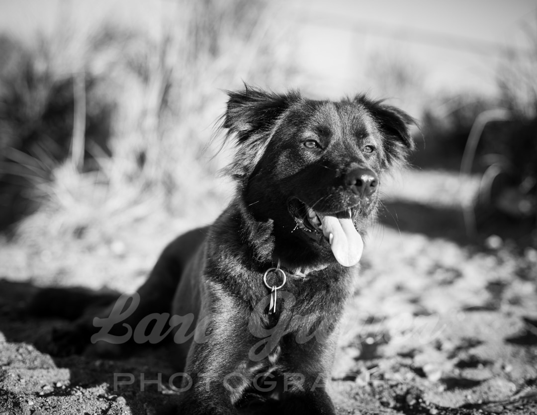 black and white photo of a dog on the beach panting its tongue