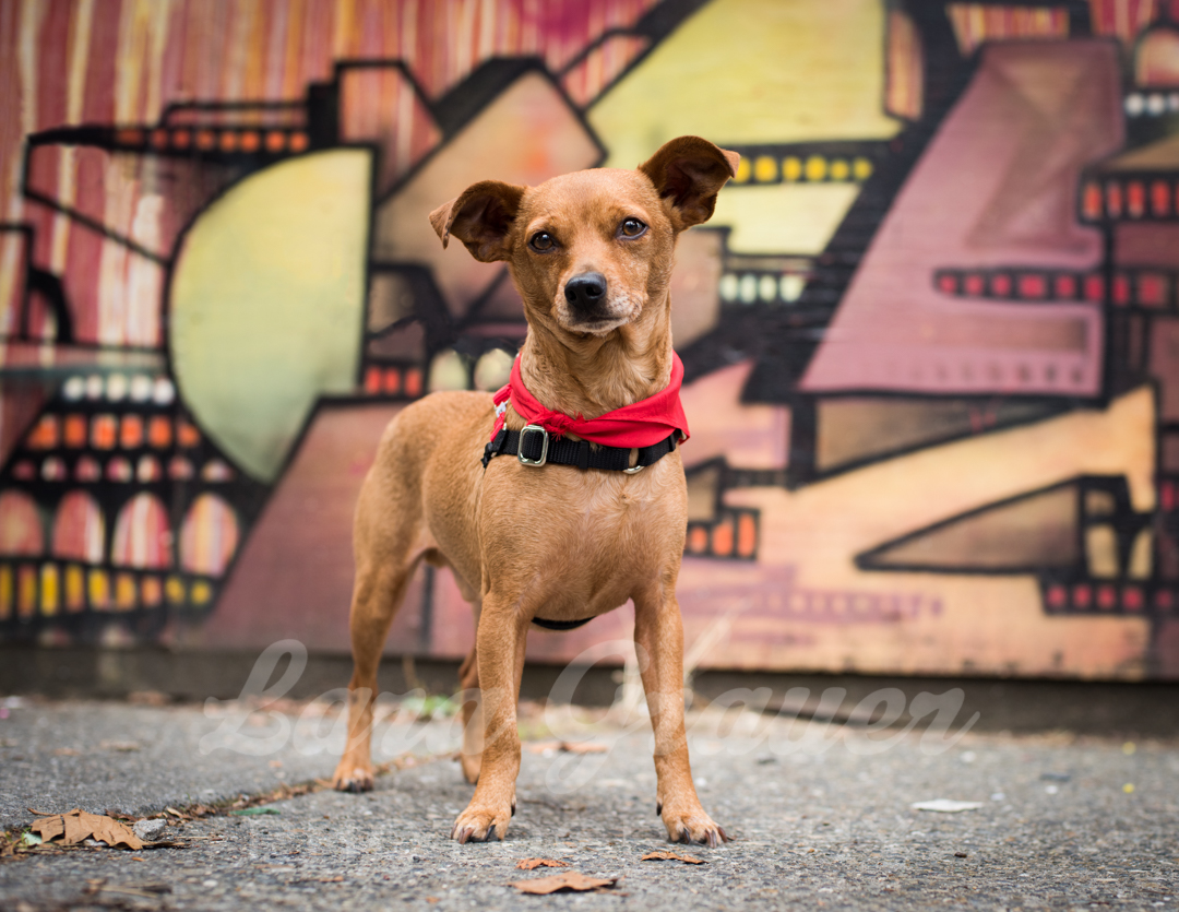 small brown dog with a red bandana posing in front of a graffiti wall