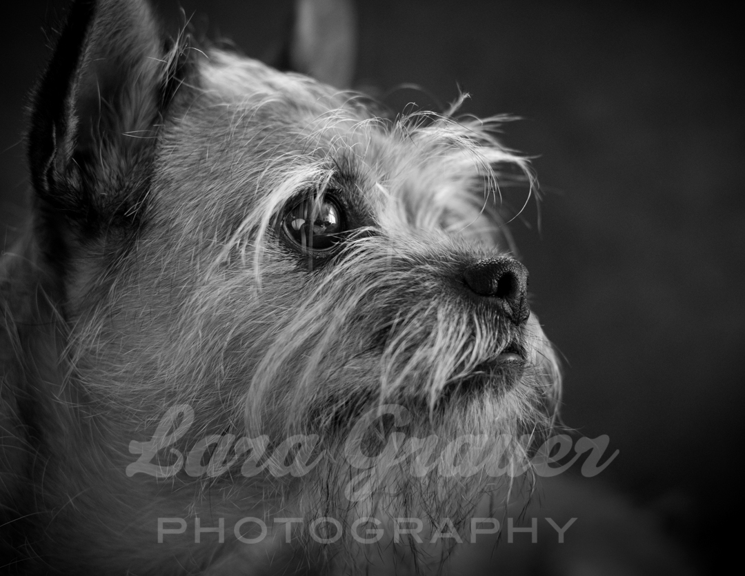 black and white photo of a dog staring to the right