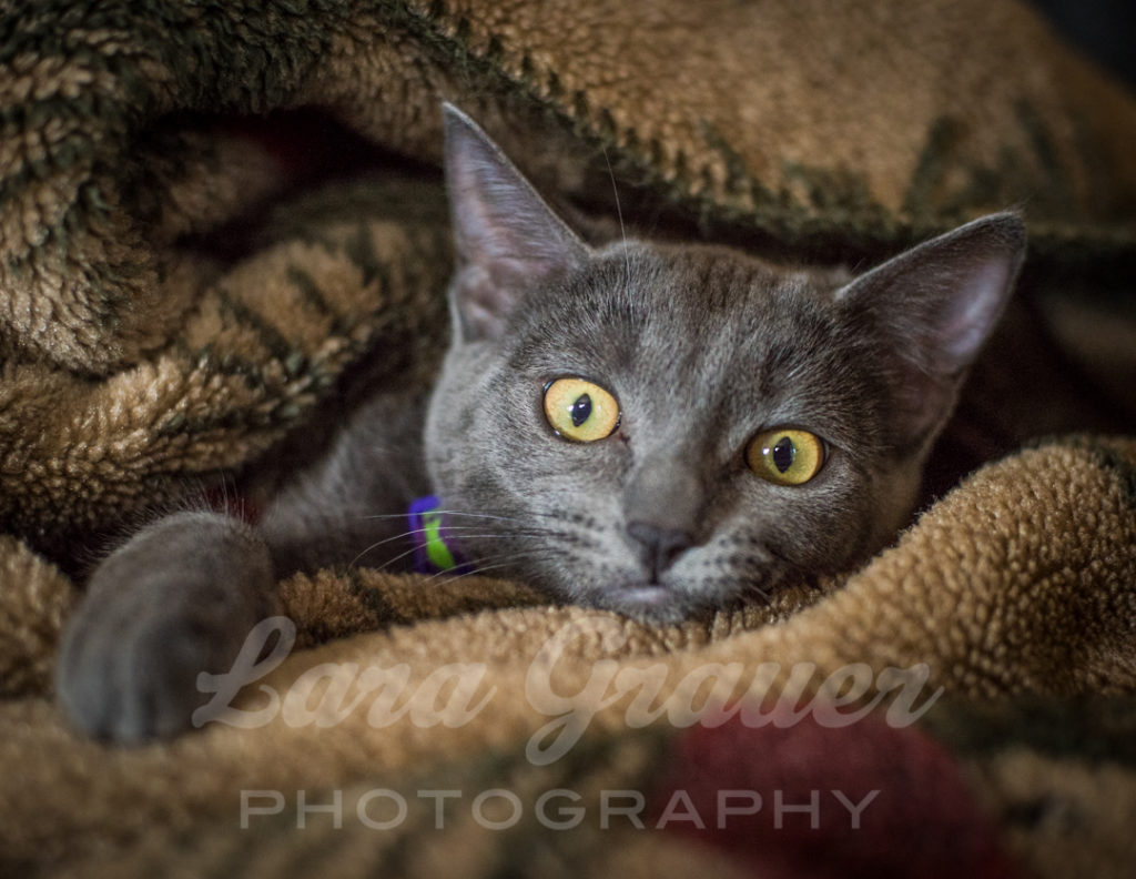 Silly+Kitten+in+a+Blanket