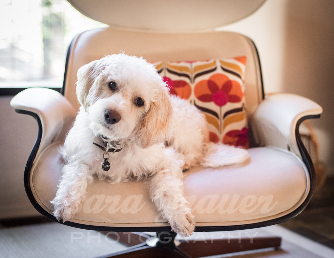 small white dog sitting on a white chair with a colorful pillow