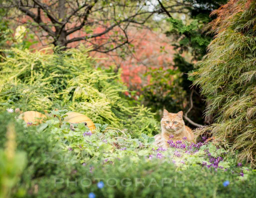 Cat+in+the+garden