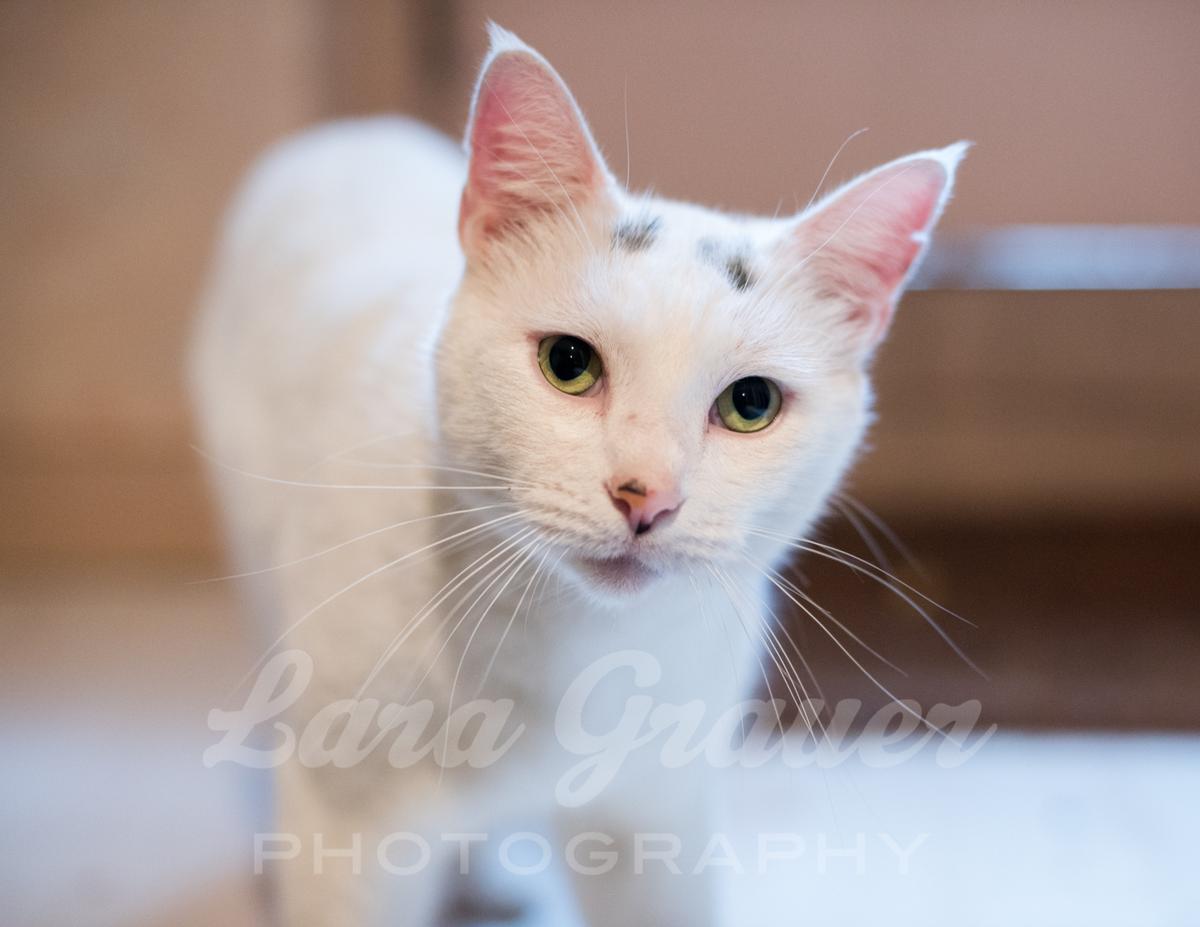 white cat with green eyes looking into the camera